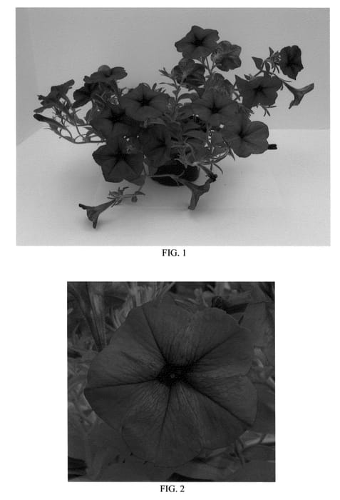 Figure 1 of US plant patent PP21648, the photograph of Balsunbur printed in the patent.