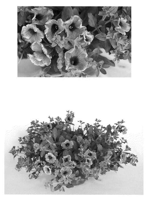 Figure 1 of US plant patent PP21649, the photograph of BHTUN31501 printed in the patent.