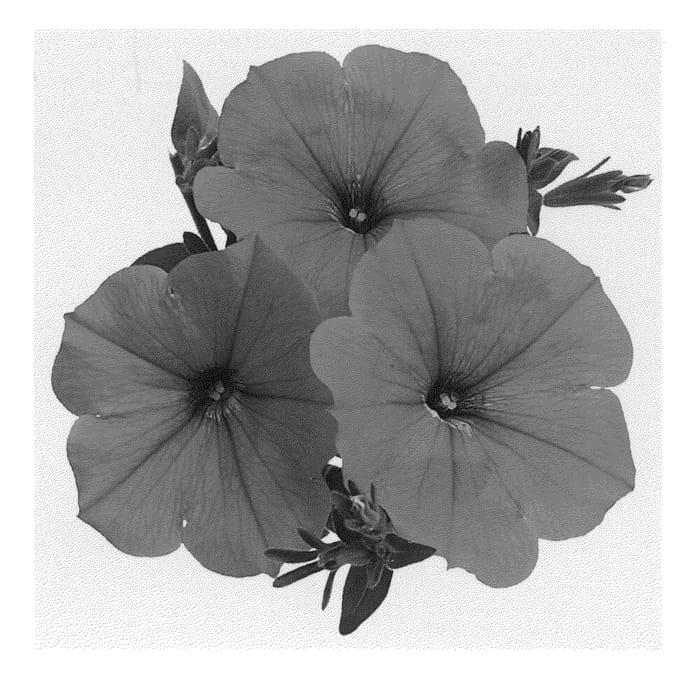Figure 1 of US plant patent PP21650, the photograph of Duesurhopi printed in the patent.