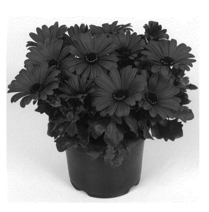 Figure 1 of US plant patent PP21652, the photograph of Duetikard printed in the patent.