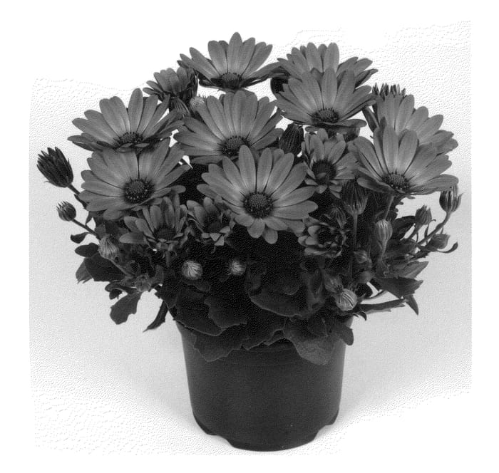 Figure 1 of US plant patent PP21653, the photograph of Duetiroypu printed in the patent.