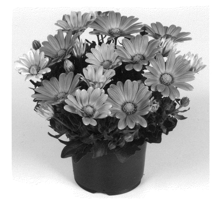 Figure 1 of US plant patent PP21654, the photograph of Duetisopi printed in the patent.