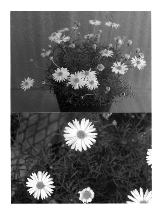 Figure 1 of US plant patent PP21655, the photograph of Bonbraho printed in the patent.