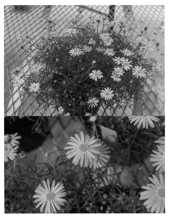 Figure 1 of US plant patent PP21656, the photograph of Bonbrabu printed in the patent.