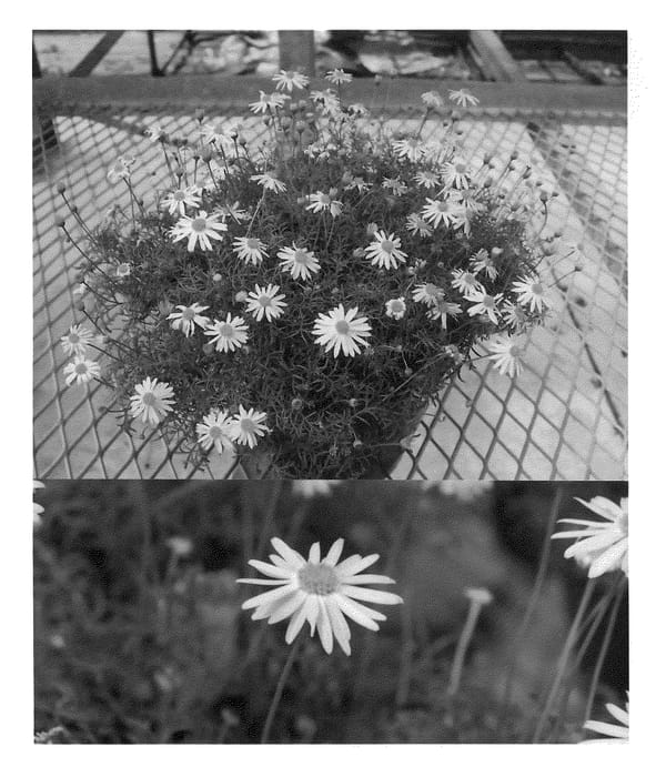 Figure 1 of US plant patent PP21657, the photograph of Bonbrama printed in the patent.