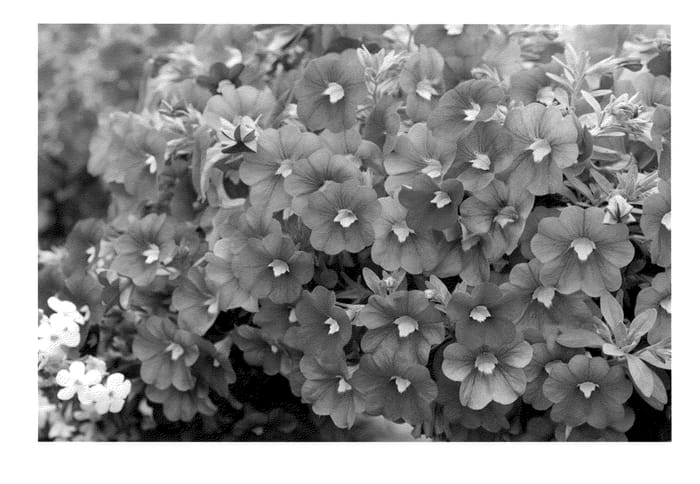 Figure 1 of US plant patent PP21658, the photograph of Wescain printed in the patent.
