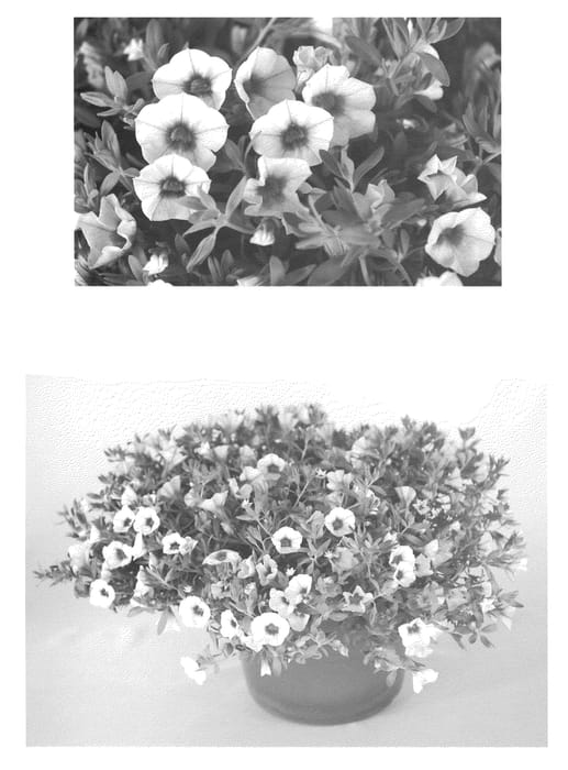 Figure 1 of US plant patent PP21659, the photograph of USCAL48804 printed in the patent.