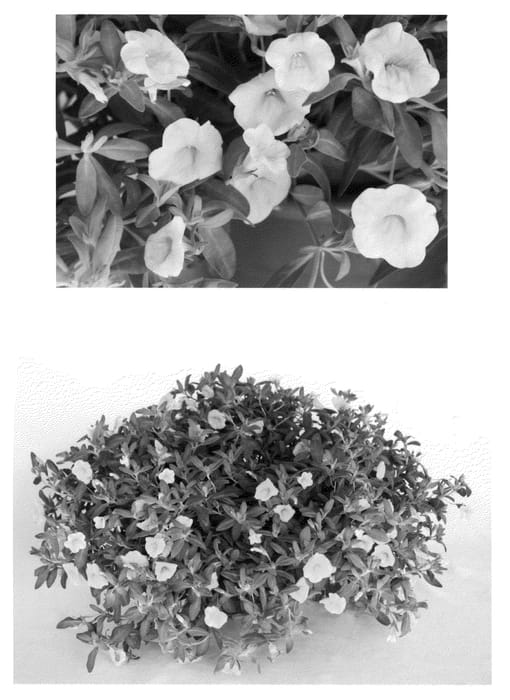 Figure 1 of US plant patent PP21660, the photograph of USCAL53002 printed in the patent.