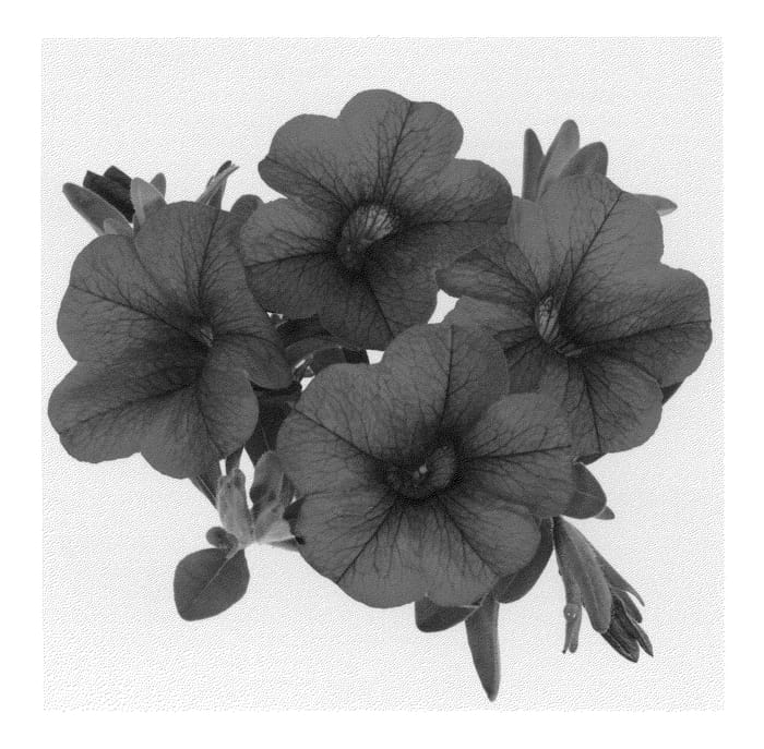 Figure 1 of US plant patent PP21661, the photograph of DUEALNEON09 printed in the patent.