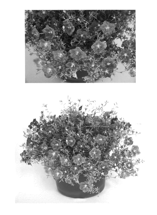 Figure 1 of US plant patent PP21662, the photograph of USNRB1201 printed in the patent.