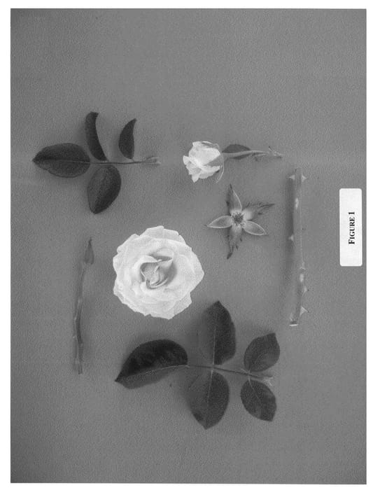 Figure 1 of US plant patent PP21663, the photograph of Pink Promise printed in the patent.