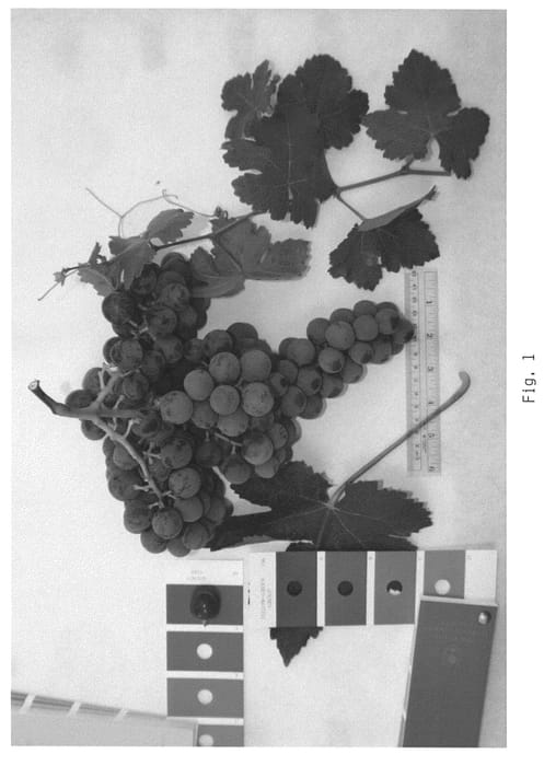 Figure 1 of US plant patent PP21664, the photograph of IFG 68-175 printed in the patent.