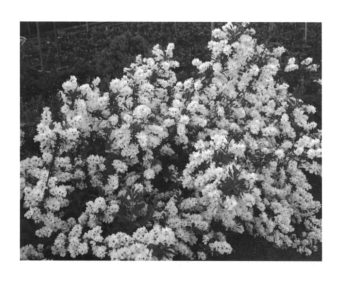 Figure 1 of US plant patent PP21665, the photograph of Niagara printed in the patent.