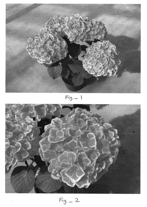 Figure 1 of US plant patent PP21666, the photograph of Carina printed in the patent.