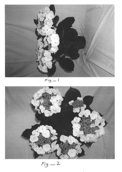 Figure 1 of US plant patent PP21667, the photograph of Dove printed in the patent.