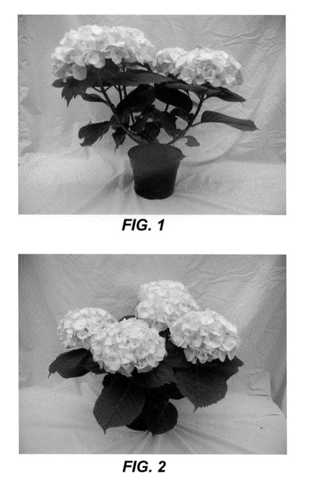 Figure 1 of US plant patent PP21668, the photograph of Merritt White printed in the patent.