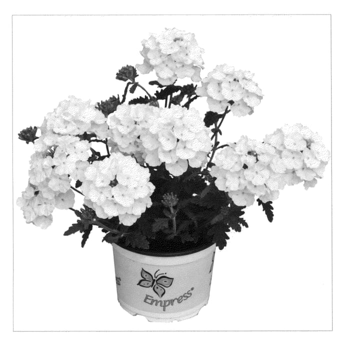 Figure 1 of US plant patent PP21669, the photograph of Duempwi09 printed in the patent.