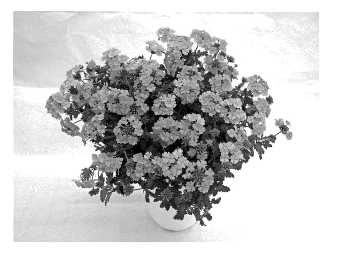 Figure 1 of US plant patent PP21670, the photograph of Wesverepea printed in the patent.