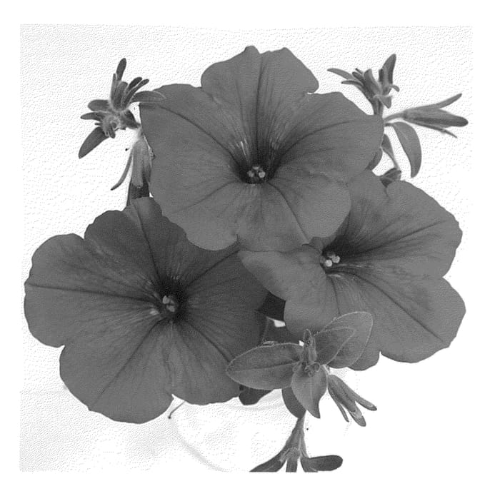 Figure 1 of US plant patent PP21671, the photograph of Duesurred09 printed in the patent.