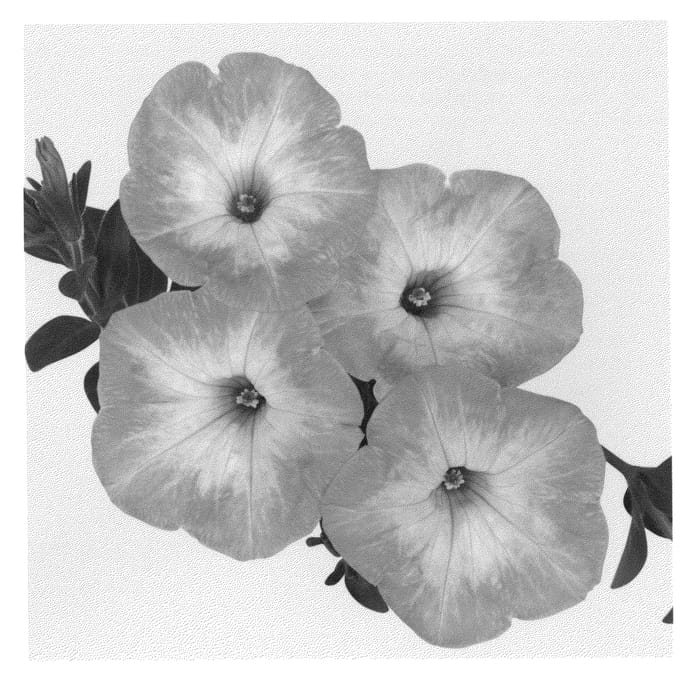Figure 1 of US plant patent PP21672, the photograph of Dueswebermo printed in the patent.