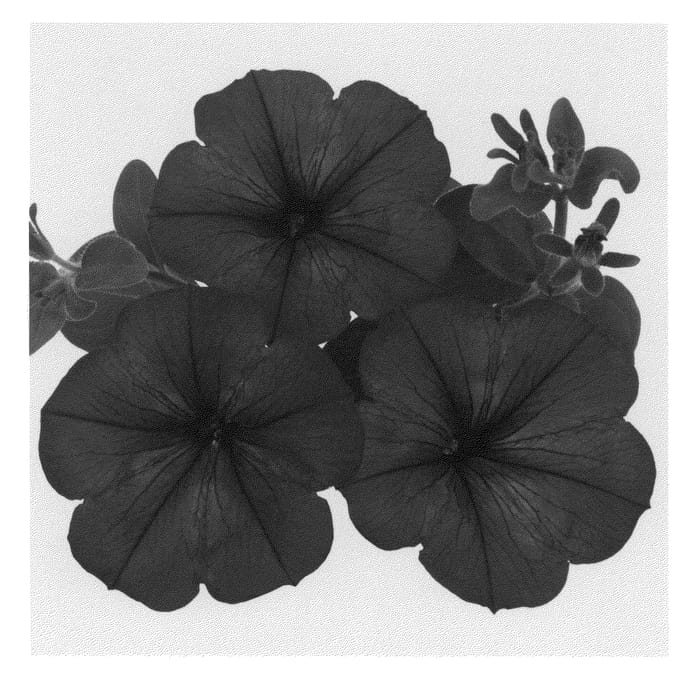 Figure 1 of US plant patent PP21673, the photograph of Duesurmar printed in the patent.