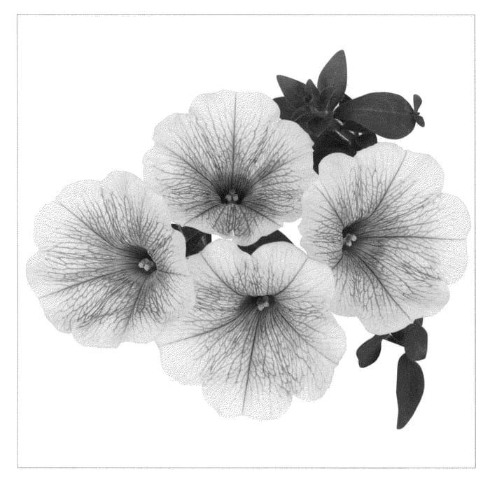 Figure 1 of US plant patent PP21674, the photograph of Dueswecara printed in the patent.