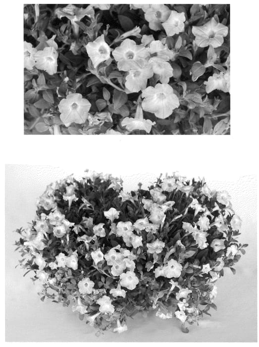 Figure 1 of US plant patent PP21675, the photograph of USTUN19603 printed in the patent.