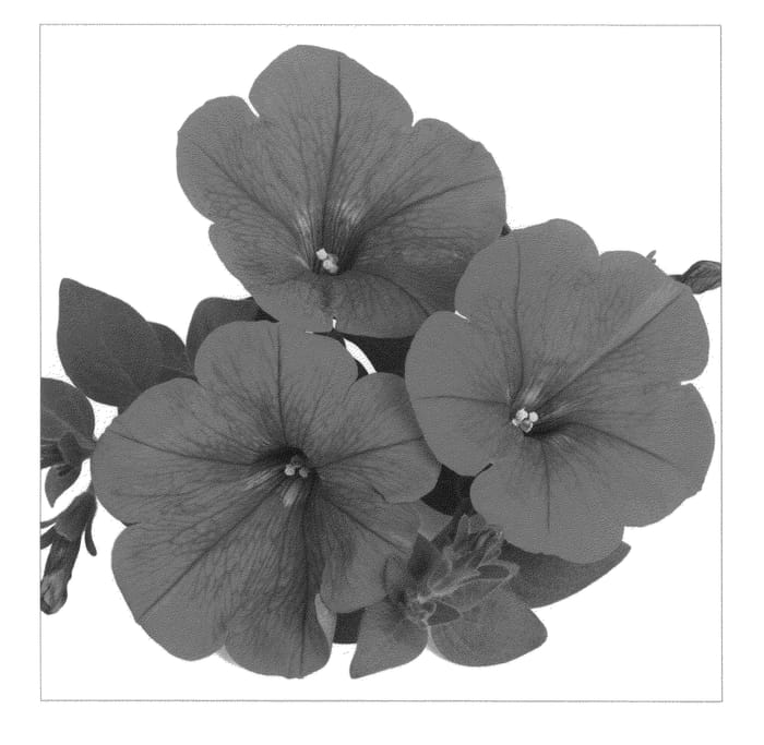 Figure 1 of US plant patent PP21676, the photograph of Duesurneon printed in the patent.