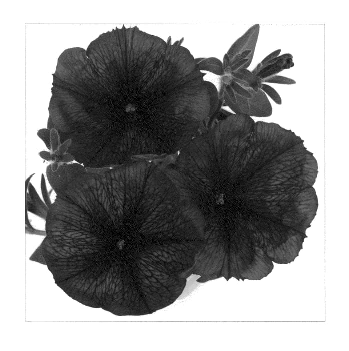 Figure 1 of US plant patent PP21677, the photograph of Duesurkard printed in the patent.