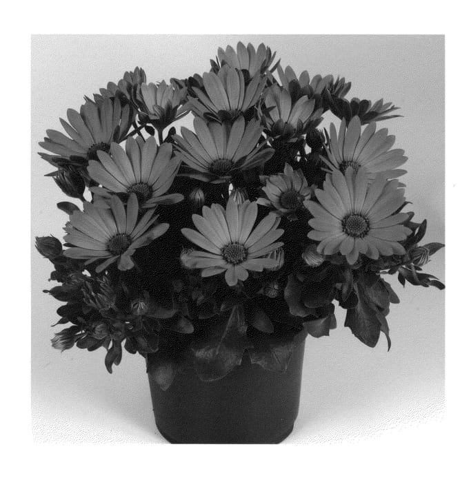 Figure 1 of US plant patent PP21678, the photograph of Duetimhopi printed in the patent.