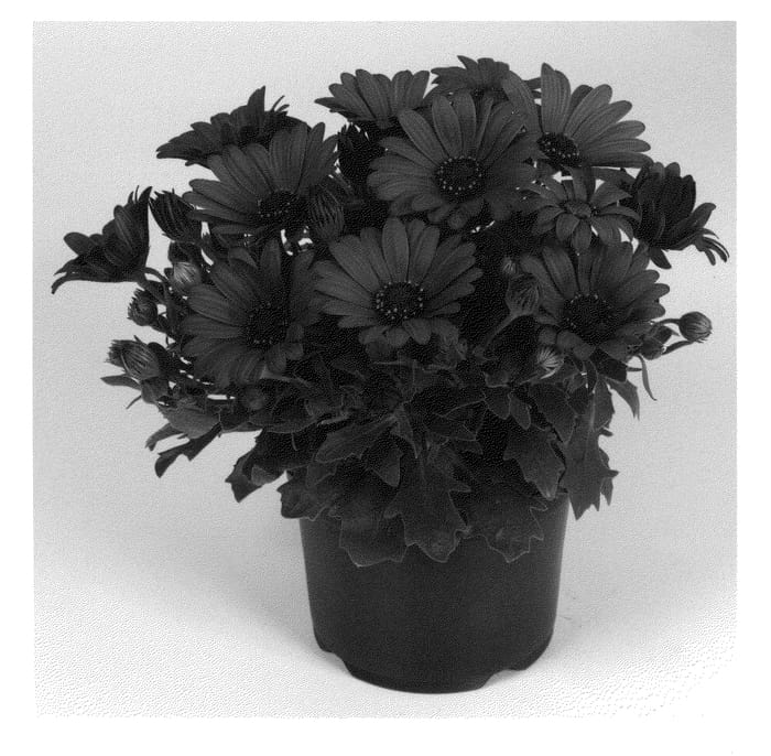 Figure 1 of US plant patent PP21679, the photograph of Duetirevel printed in the patent.