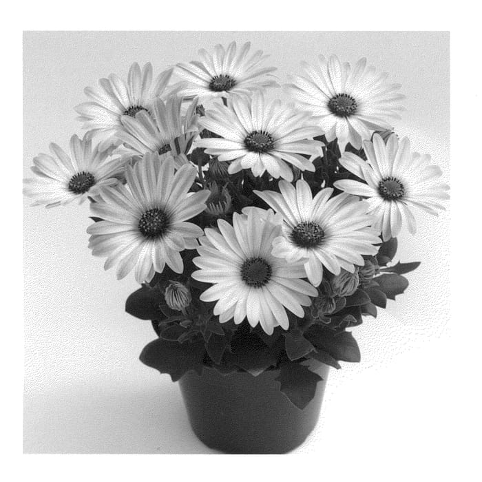 Figure 1 of US plant patent PP21680, the photograph of Duetisunray printed in the patent.