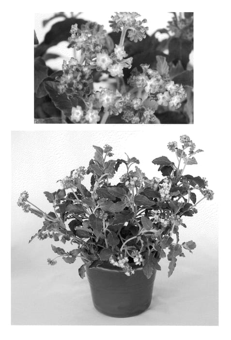 Figure 1 of US plant patent PP21681, the photograph of USHTRP0303 printed in the patent.