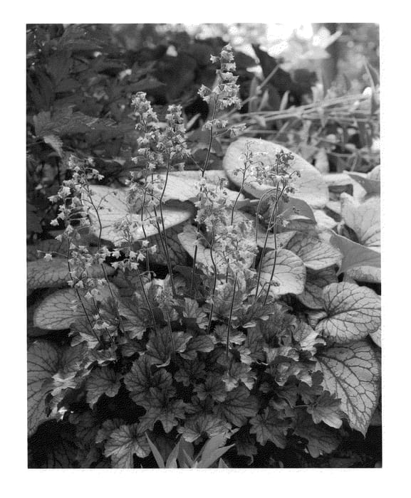 Figure 1 of US plant patent PP21682, the photograph of Milan printed in the patent.