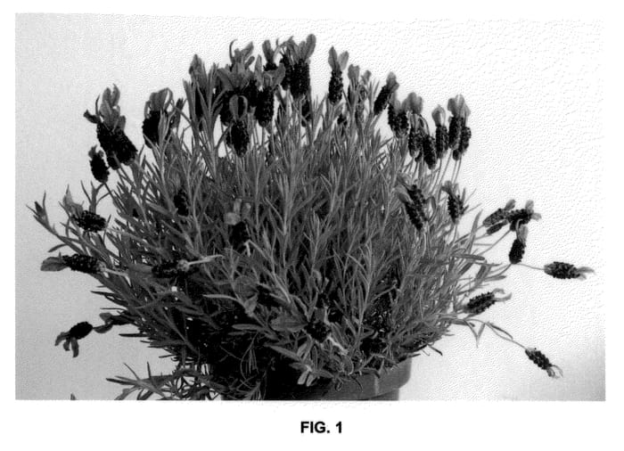 Figure 1 of US plant patent PP21683, the photograph of Green Summer printed in the patent.