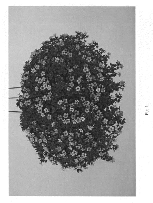 Figure 1 of US plant patent PP21684, the photograph of DANCOP29 printed in the patent.