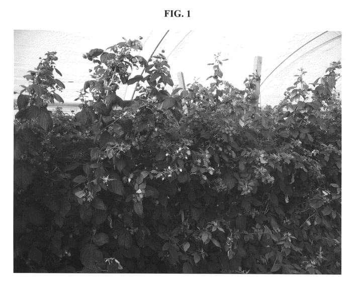 Figure 1 of US plant patent PP21685, the photograph of Elegance printed in the patent.