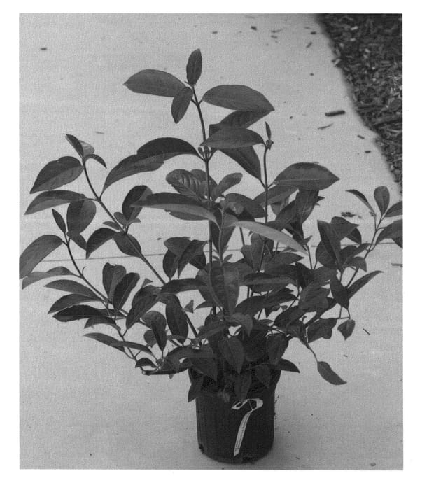 Figure 1 of US plant patent PP21686, the photograph of Le Bois Marquis printed in the patent.