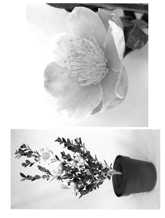Figure 1 of US plant patent PP21687, the photograph of Mondel printed in the patent.