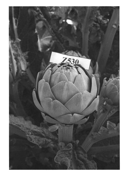 Figure 1 of US plant patent PP21688, the photograph of Z530 printed in the patent.