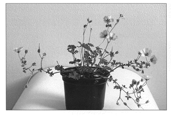 Figure 1 of US plant patent PP21689, the photograph of SOPHIE printed in the patent.