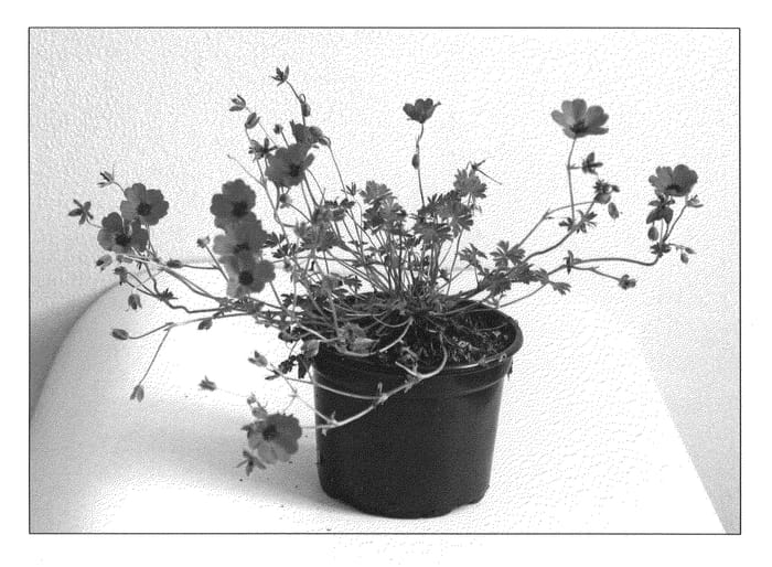 Figure 1 of US plant patent PP21690, the photograph of Melody printed in the patent.