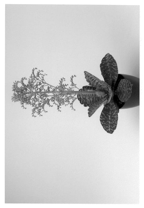 Figure 1 of US plant patent PP21691, the photograph of Desert Surprise printed in the patent.