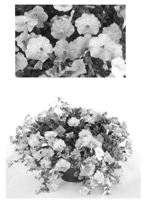 Figure 1 of US plant patent PP21692, the photograph of Lavender Skies printed in the patent.