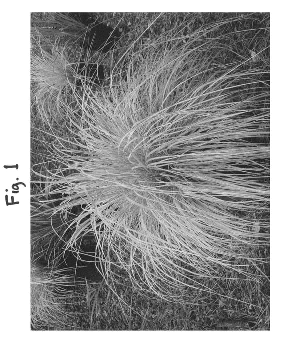 Figure 1 of US plant patent PP21693, the photograph of PAV300 printed in the patent.