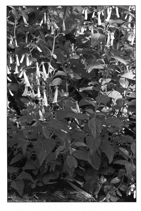 Figure 1 of US plant patent PP21694, the photograph of Lemon Teardrops printed in the patent.