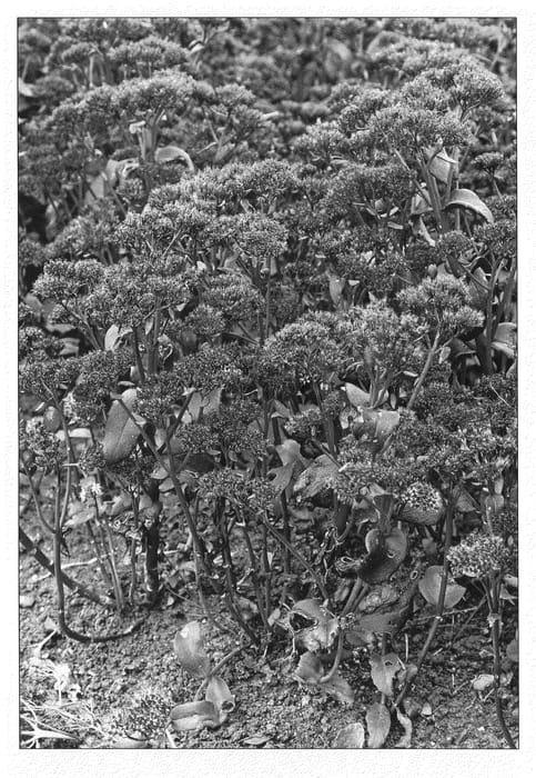 Figure 1 of US plant patent PP21695, the photograph of Coral Reef printed in the patent.