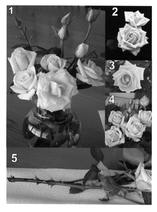 Figure 1 of US plant patent PP21696, the photograph of BENsiete printed in the patent.