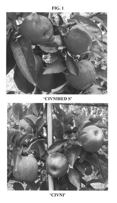Figure 1 of US plant patent PP21697, the photograph of CIVNIRED S printed in the patent.