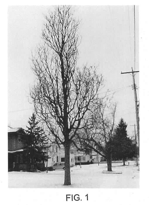 Figure 1 of US plant patent PP21698, the photograph of Draves printed in the patent.